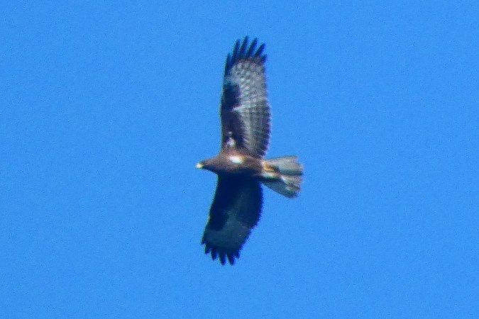Oiseau indéterminé 