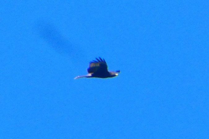 Oiseau indéterminé 