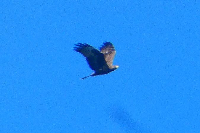 Oiseau indéterminé 
