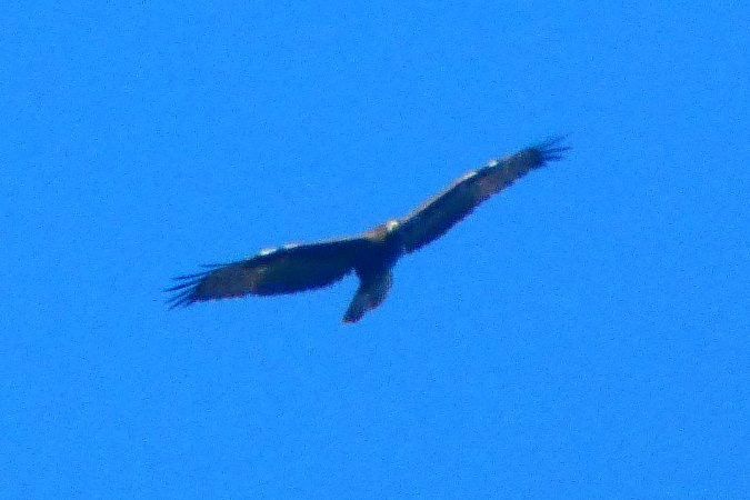 Oiseau indéterminé 
