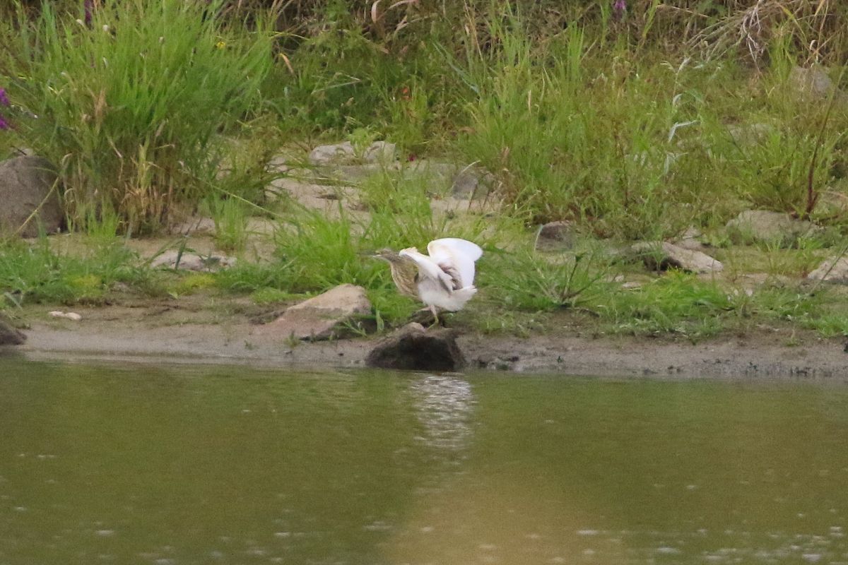 Squacco Heron  - Timon Bock