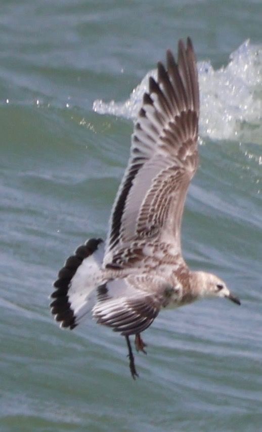 Mouette mélanocéphale  - Oliver Kail