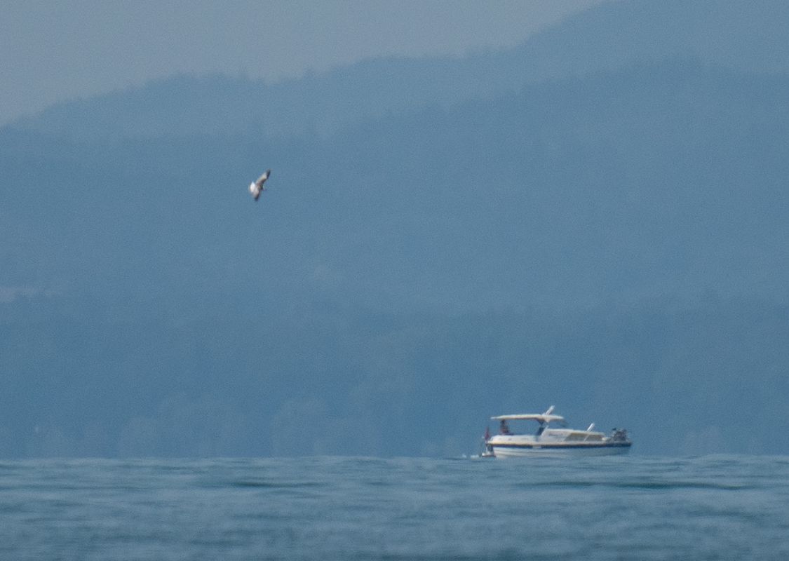 Mouette de Sabine  - Fabio Fercher