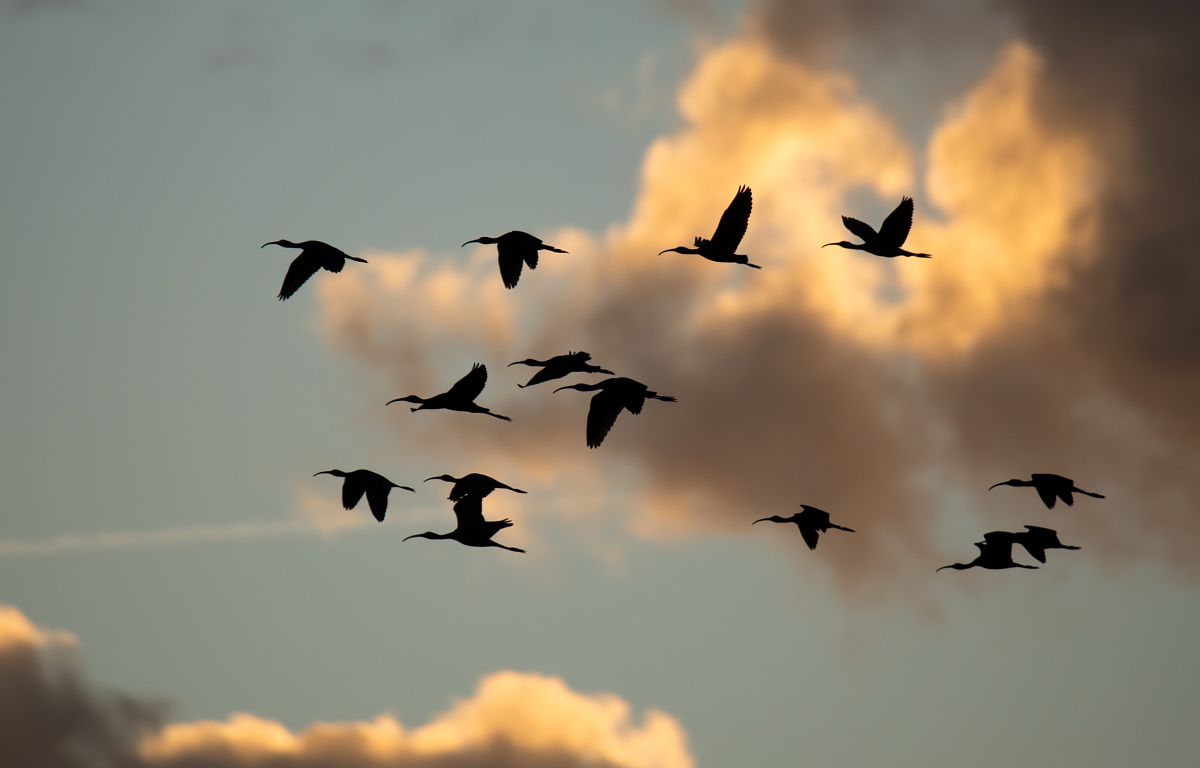 Ibis falcinelle  - Fabio Fercher