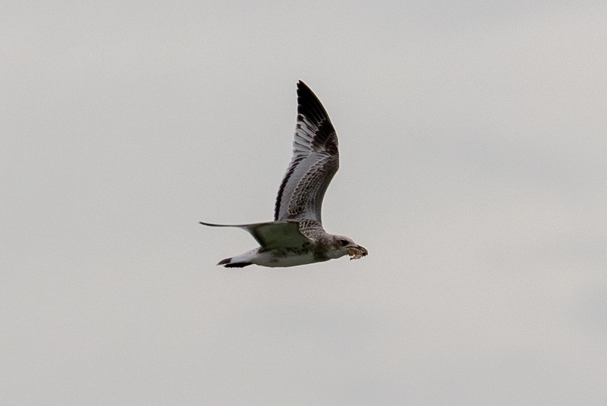 Mouette mélanocéphale  - Viehböck Helga