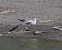 Mouette mélanocéphale  - Gerhard Rieder