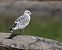 Mouette mélanocéphale  - Gerhard Rieder