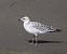Mouette mélanocéphale  - Gerhard Rieder