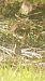 Pipit rousseline  - Clemens H