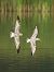 Mouette mélanocéphale  - Daniel Elster
