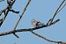 European Turtle Dove - Richard Blach