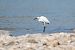 Little Egret - Richard Blach