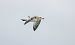 Mouette mélanocéphale  - Gebhard Brenner