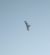 Booted Eagle  - Samuel Schnierer