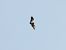 Vautour fauve  - Laurenz Krisch