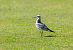 Mouette mélanocéphale  - Ralph Winkler