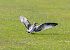 Mouette mélanocéphale  - Ralph Winkler