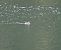 Phalarope à bec large  - Karl Heinz Krainer
