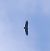 Vautour moine 