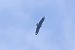 Vautour moine 