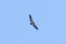 Vautour fauve 