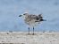 Mouette mélanocéphale  - Jörg Schmitz