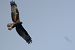 Oiseau indéterminé 