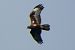 Oiseau indéterminé 