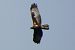Oiseau indéterminé 