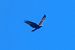 Oiseau indéterminé 