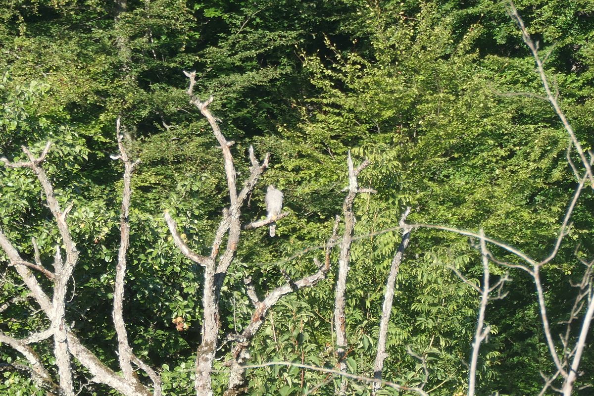 Oiseau indéterminé 