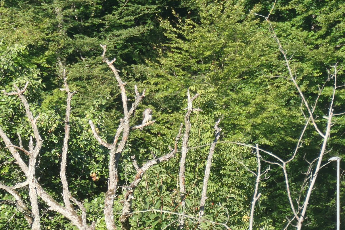 Oiseau indéterminé 