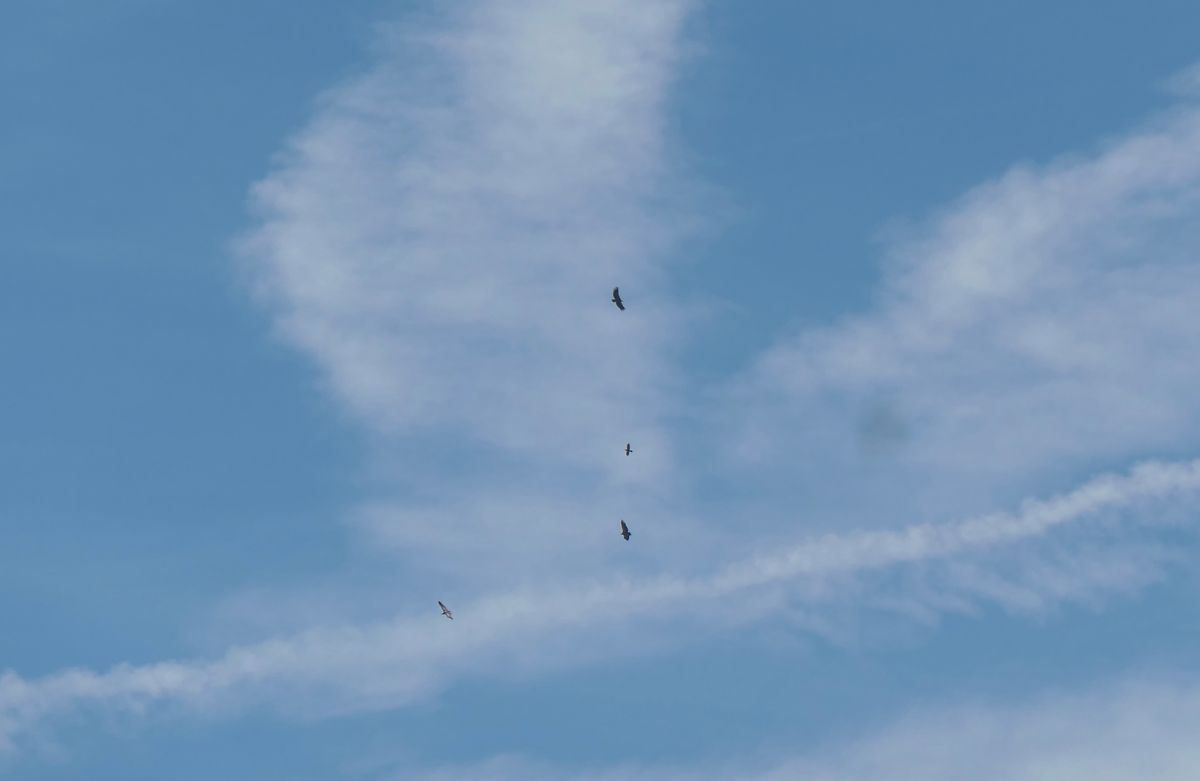 Vautour fauve 