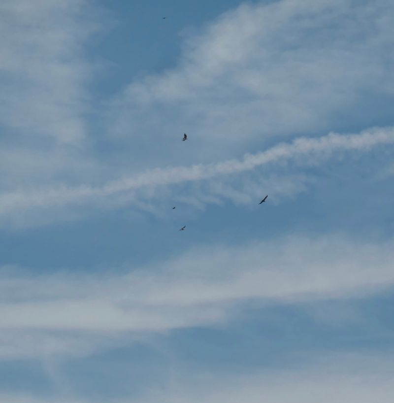 Vautour fauve 
