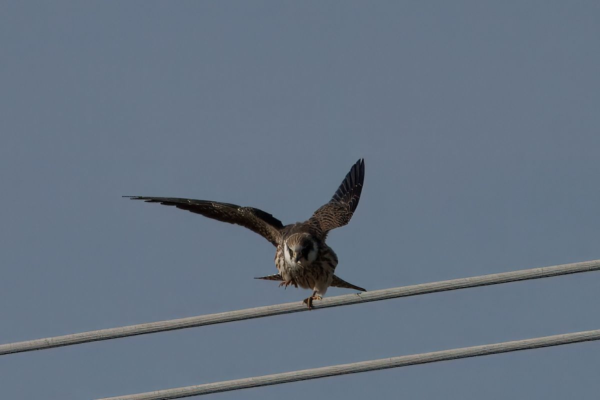 Red-footed Falcon  - Emre Isik