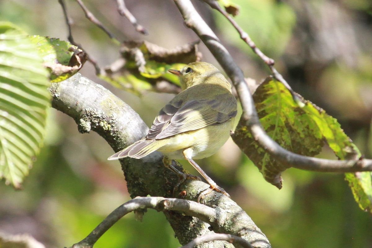 Bird, unidentified  - Helmut Kräuter