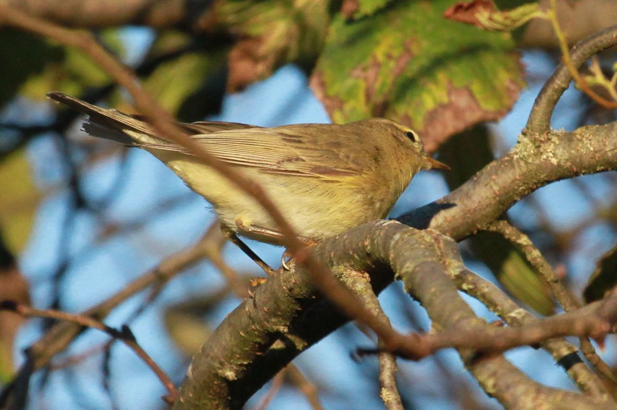 Oiseau indéterminé  - Helmut Kräuter