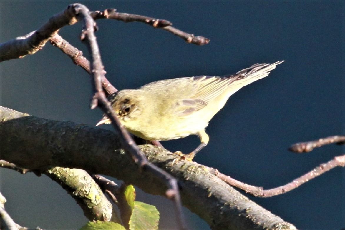 Oiseau indéterminé  - Helmut Kräuter