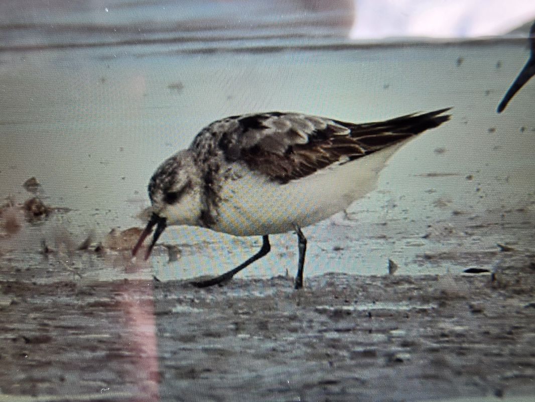 Bécasseau sanderling  - Gerhard Rieder