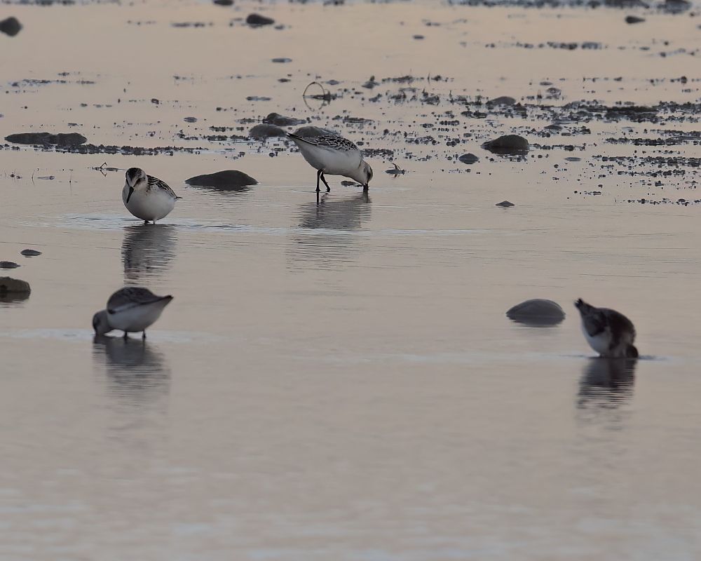 Bécasseau sanderling  - Gerhard Rieder