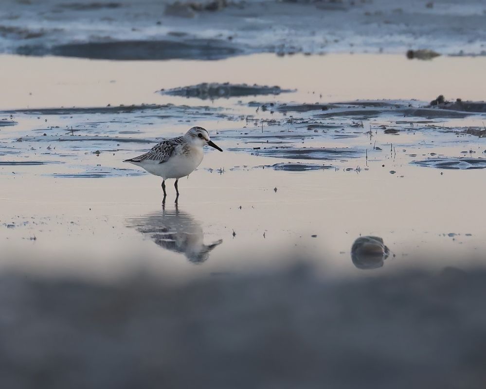Bécasseau sanderling  - Gerhard Rieder