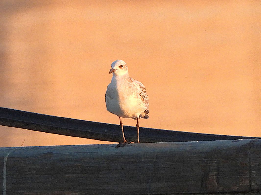 Mouette mélanocéphale  - Margarita Grohmann