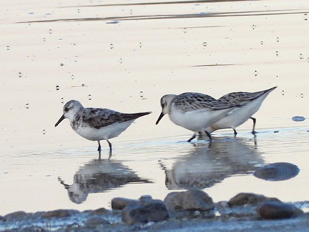 Bécasseau sanderling  - Margarita Grohmann