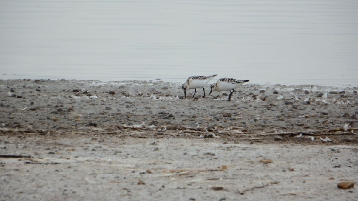Bécasseau sanderling  - Dirk Rockenmeyer