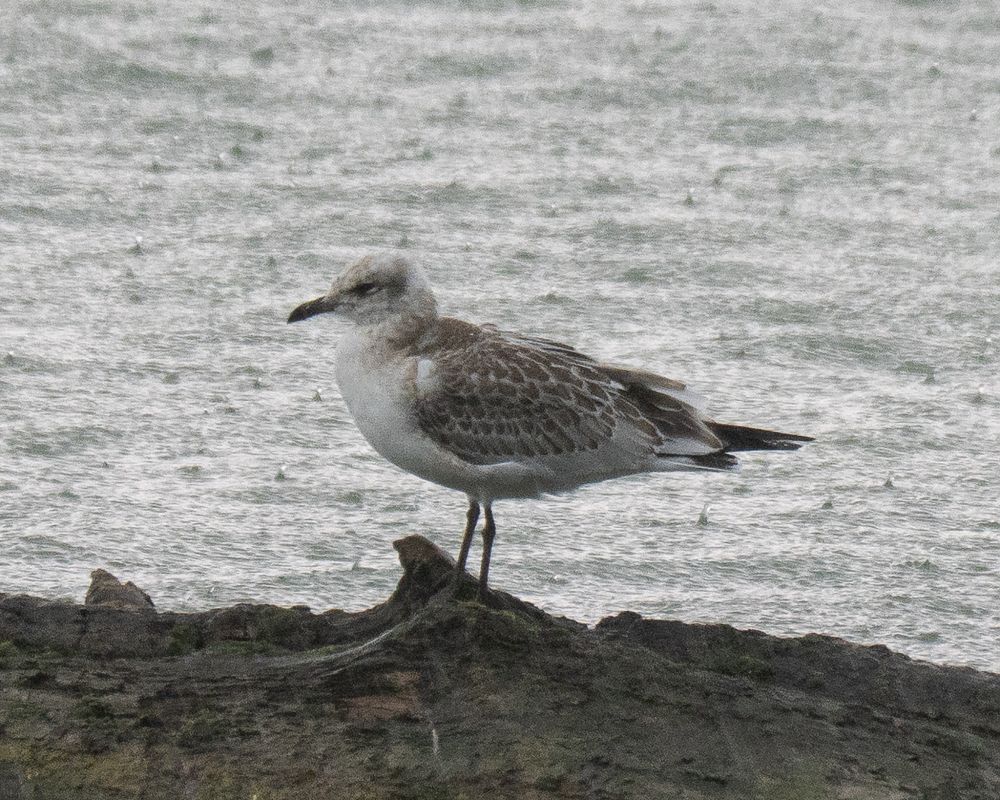 Mouette mélanocéphale  - Philipp Schubert