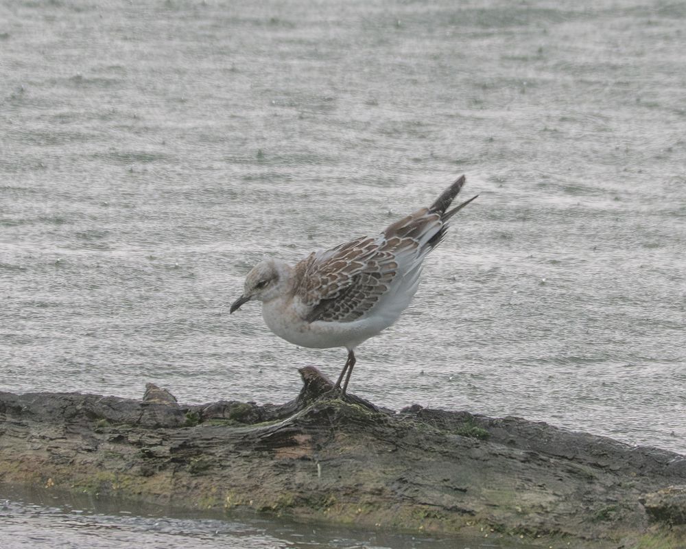 Mouette mélanocéphale  - Philipp Schubert