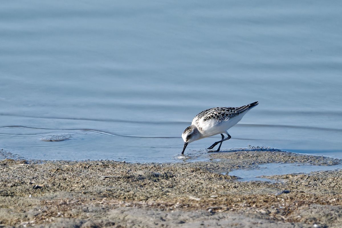 Bécasseau sanderling  - Pamela Rawnsley