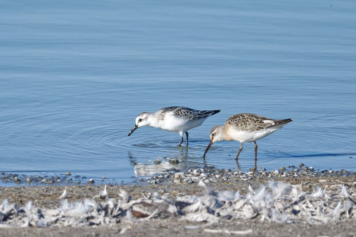 Bécasseau sanderling  - Pamela Rawnsley