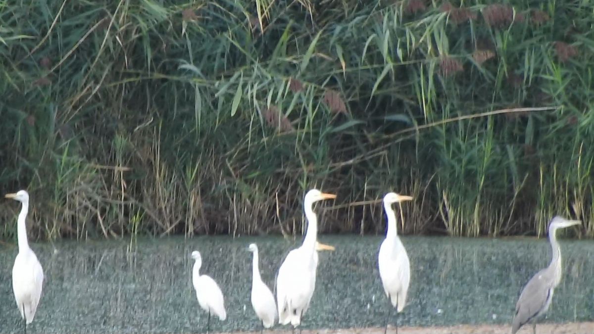 Aigrette garzette  - Anne Gerstbacher
