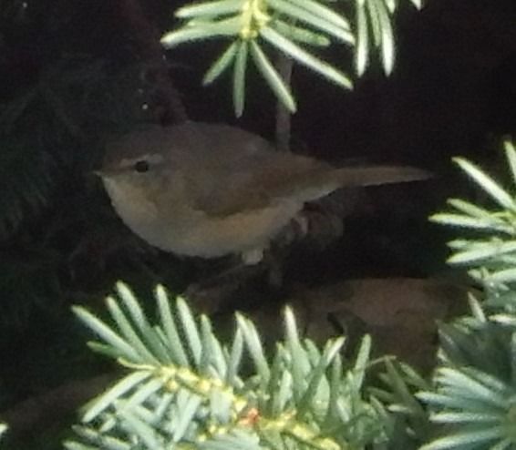 Oiseau indéterminé  - Alfred Grüll